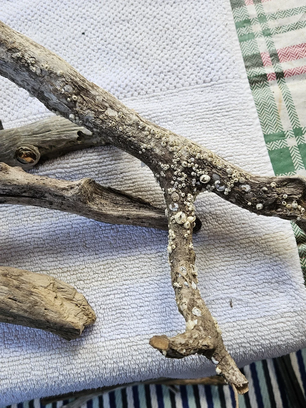 Natural Driftwood Decorative Accent - Neutral Brown #10